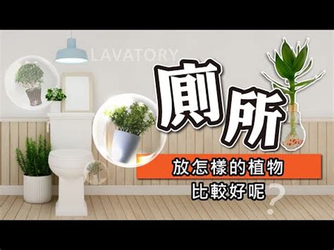 淨化廁所植物風水